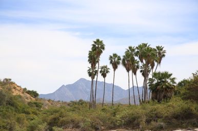 Tall palm trees rising above a scrubby desert valley with rugged mountains in the background under a pale blue sky.
