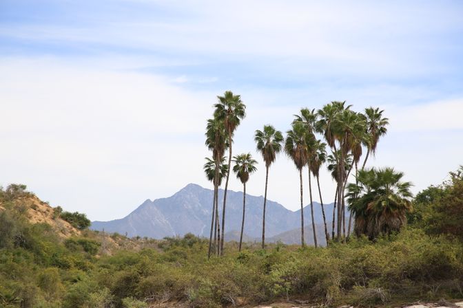 Tall palm trees rising above a scrubby desert valley with rugged mountains in the background under a pale blue sky.