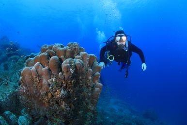 Two-Tank Dive at Cabo's Famous Arch for Certified Divers image 11