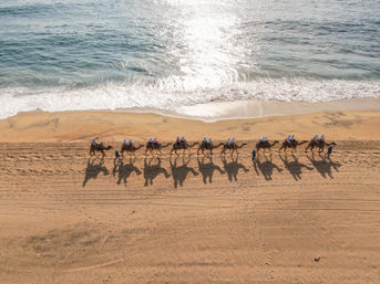 Aerial view of a sunlit camel caravan trekking along a sandy ocean beach, riders in white head coverings casting long shadows on the shoreline.