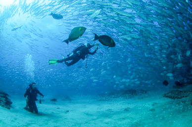 Dive in the Cabo Pulmo Protected Reef & Marine Park (Up to 4 People) image 8