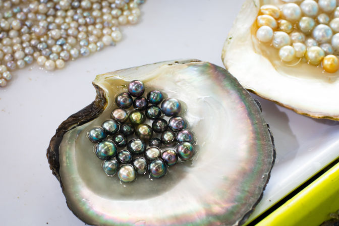 Cluster of dark iridescent pearls resting in a shimmering abalone/oyster shell, with strands of white and golden pearls nearby on a white display — lustrous jewelry close-up.