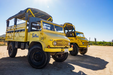Two vintage yellow off-road tour trucks parked on a sunny sandy coastal desert road with cacti and a clear blue sky