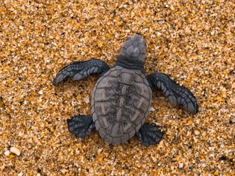 Baby sea turtle hatchling with dark textured shell and flippers crawling across golden sandy beach