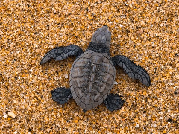Baby sea turtle hatchling with dark textured shell and flippers crawling across golden sandy beach