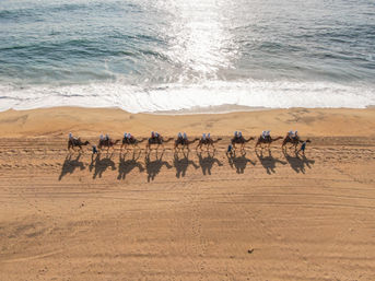 Aerial view of a camel caravan led along a sunlit sandy beach beside sparkling ocean waves, riders casting long shadows on the shore.