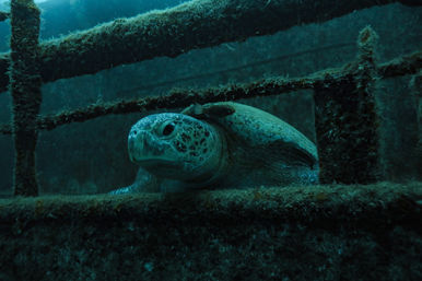 Sea turtle peeking through algae-covered shipwreck rails in deep teal ocean water.