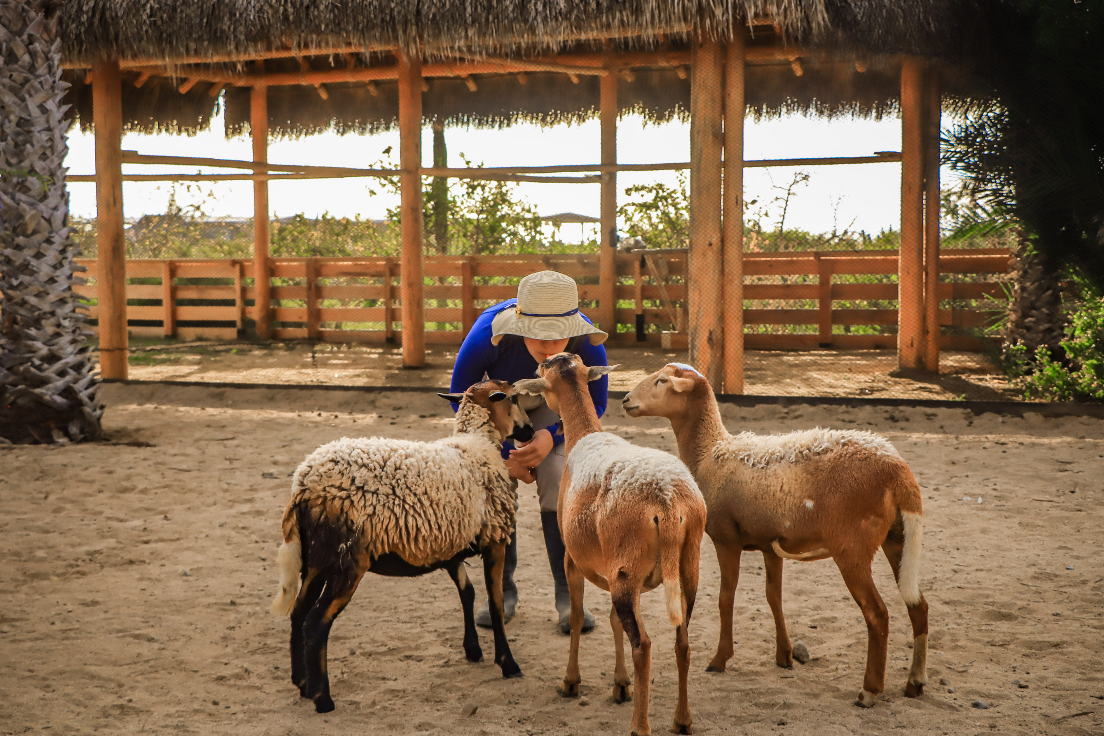Visitor in a wide-brim hat leaning down to feed and pet three curious sheep in a sandy outdoor petting area with a thatched shelter and wooden fence
