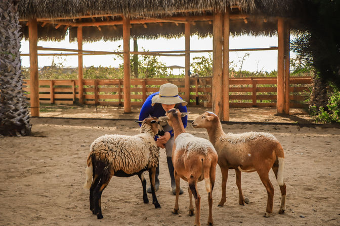 Visitor in a wide-brim hat leaning down to feed and pet three curious sheep in a sandy outdoor petting area with a thatched shelter and wooden fence