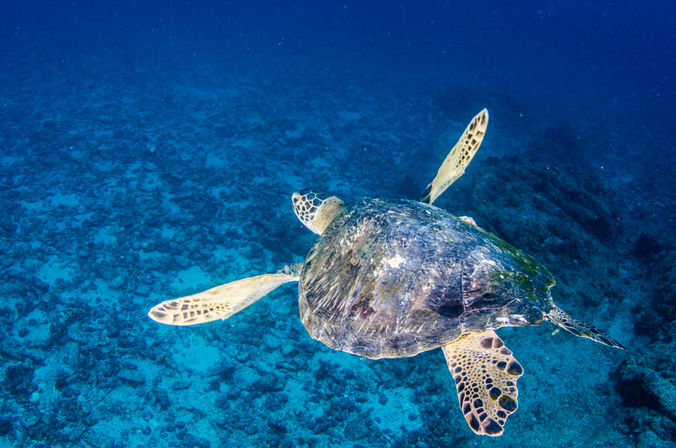 Majestic green sea turtle swimming over a turquoise coral reef in clear blue tropical ocean, overhead underwater view.