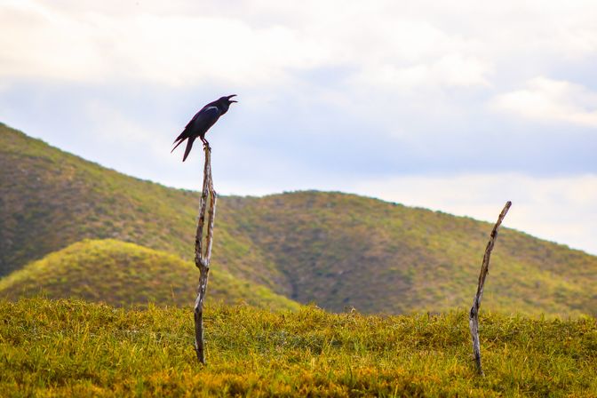 Solitary black crow cawing from a tall weathered stake above green grassland and rolling hills under a cloudy sky.