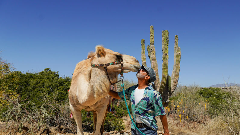 Playful scene of a man in a tropical shirt and cap kissing a camel in a sunny desert with tall cacti and a clear blue sky