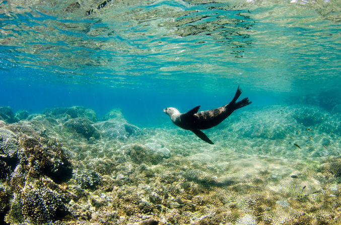 Underwater view of a playful sea lion gliding over a shallow tropical coral reef in clear turquoise water with sunlit ripples and small fish