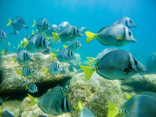 Underwater scene of a school of gray, spotted fish with bright yellow tails swimming over a rocky tropical reef in clear turquoise water