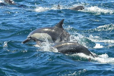 Pod of playful dolphins surfacing and splashing in choppy blue ocean waters
