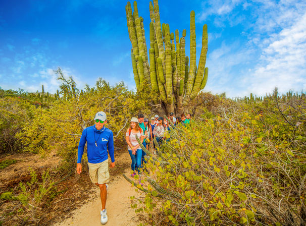 Guided group hiking on a sandy desert trail past a towering columnar cactus and low scrub under a bright blue sky
