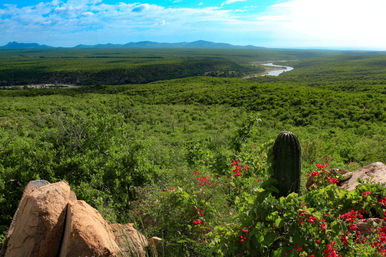 Panoramic sunlit river valley with rolling green scrub, rocky overlook featuring a tall cactus and bright red wildflowers, and distant mountains under a blue sky