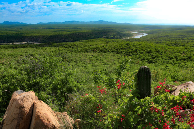 Panoramic sunlit river valley with rolling green scrub, rocky overlook featuring a tall cactus and bright red wildflowers, and distant mountains under a blue sky