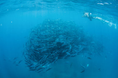 Underwater shot of a massive swirling school of fish forming a bait ball in clear blue ocean water with a snorkeler at the surface