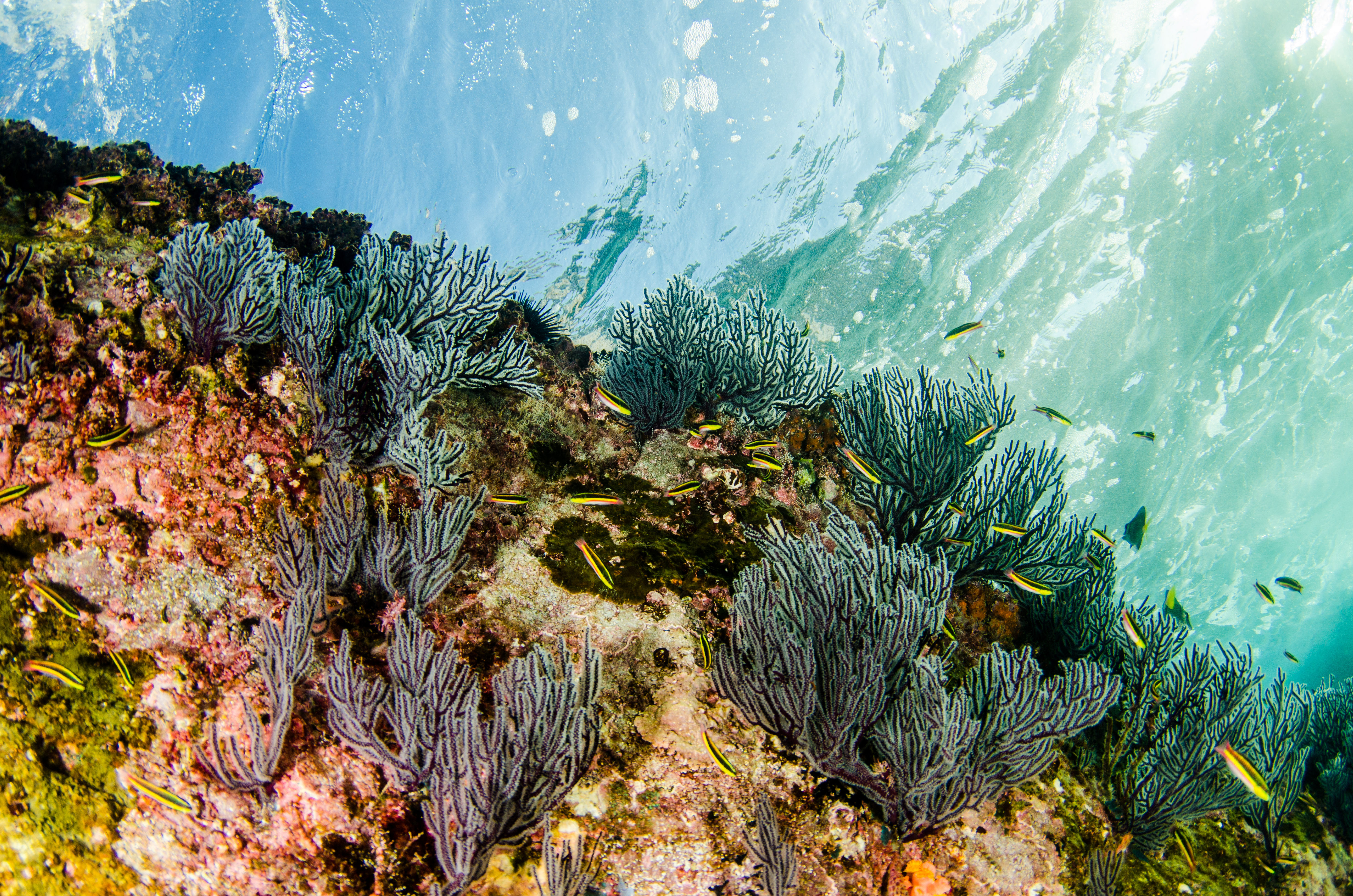 Sunlit underwater scene of a tropical coral reef with branching gorgonian sea fans and schools of small yellow-striped reef fish in clear turquoise water.