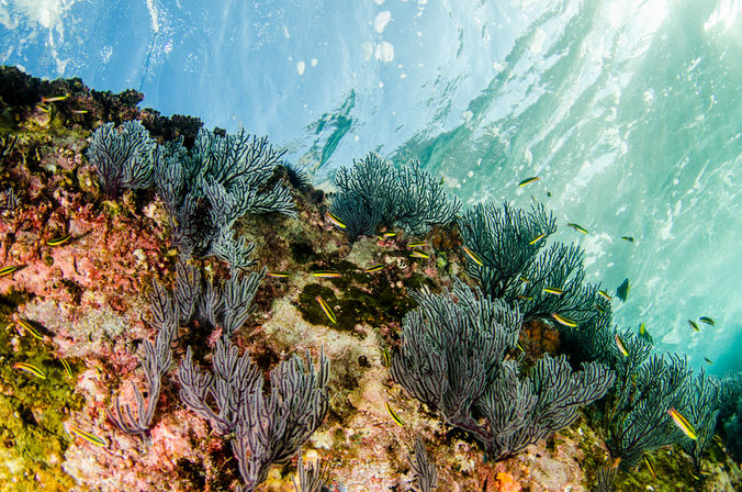 Sunlit underwater scene of a tropical coral reef with branching gorgonian sea fans and schools of small yellow-striped reef fish in clear turquoise water.