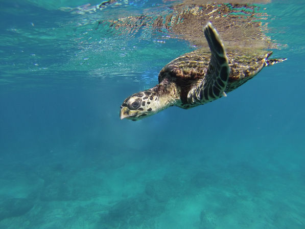 Graceful sea turtle gliding just below the surface of clear turquoise tropical ocean above a shallow coral reef.