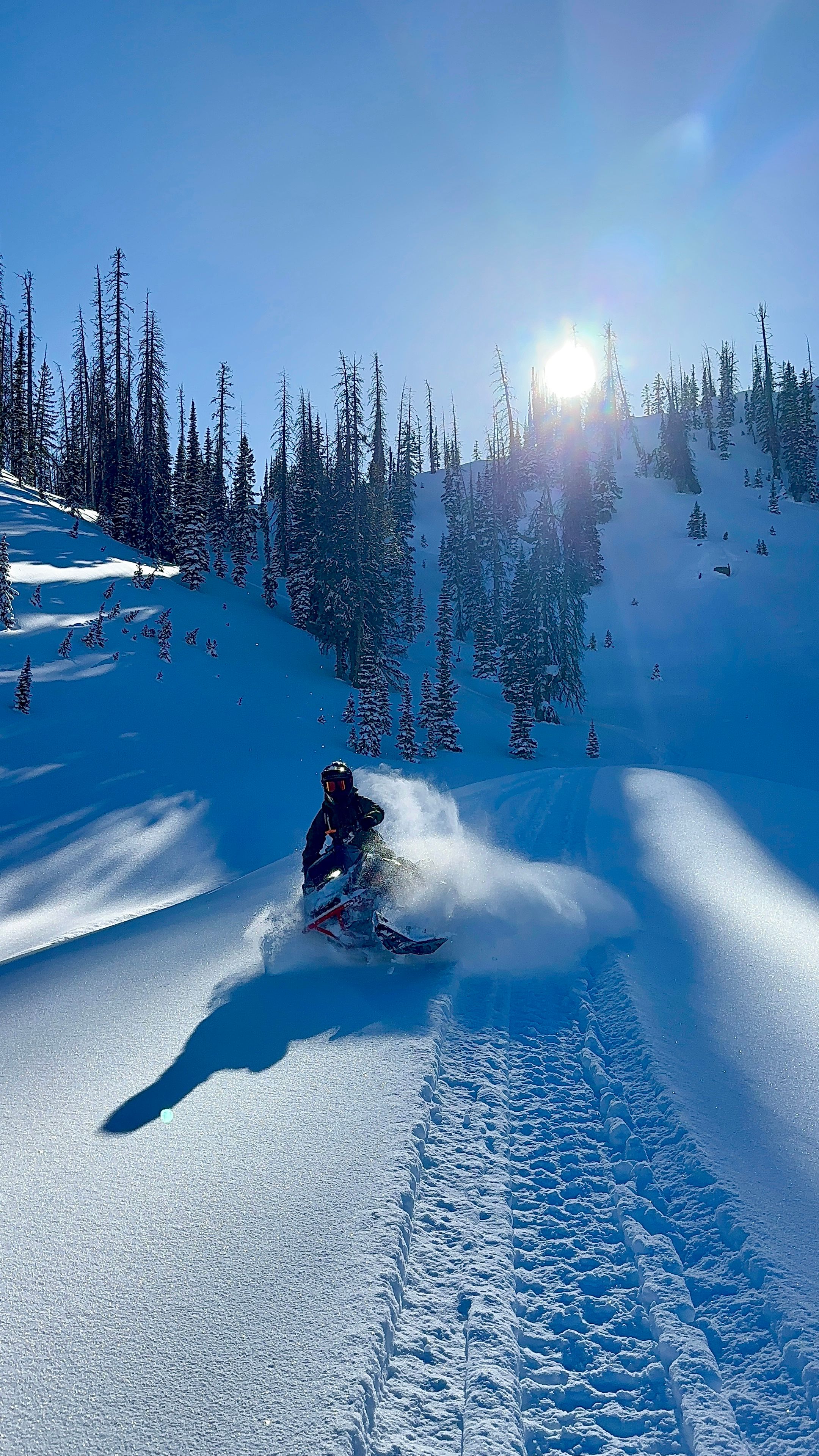 Adrenaline-packed snowmobile carving fresh powder down a sunlit alpine slope with tall snow-covered evergreens beneath a clear blue sky — backcountry winter mountain scene.