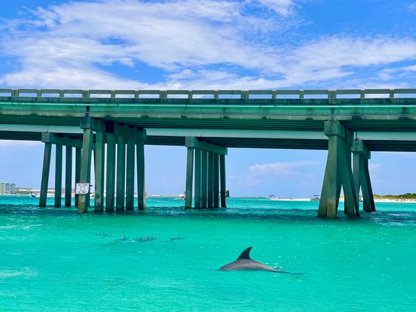 Dolphin dorsal fin cutting through clear turquoise water beneath a concrete coastal bridge, sunny blue sky and distant sandy shoreline with boats visible.