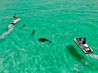 Two riders on jet skis crossing clear turquoise ocean water with several large dark rays or fish visible just below the surface
