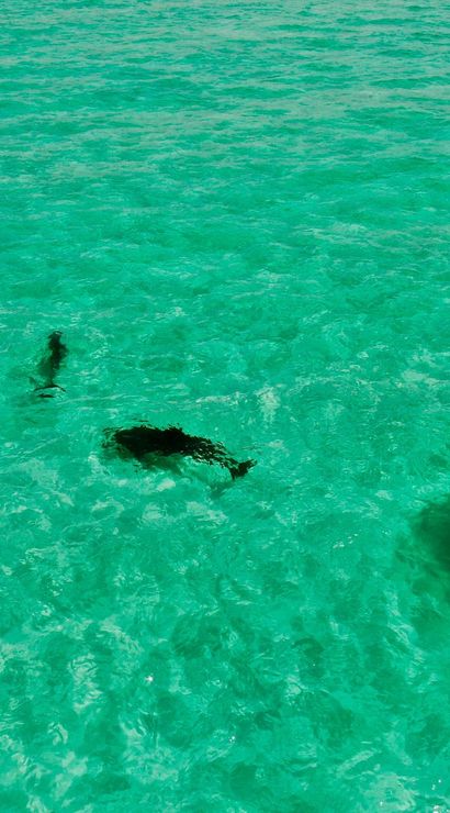 Two riders on jet skis crossing clear turquoise ocean water with several large dark rays or fish visible just below the surface