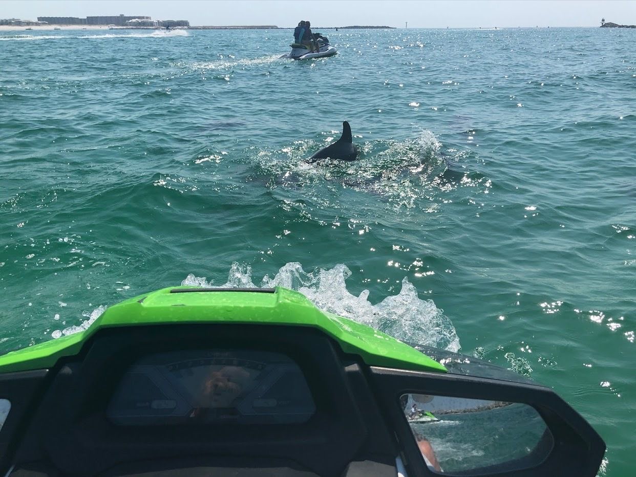 View from a green jet ski skimming turquoise coastal waters as a dolphin surfaces nearby, sunny beach and other riders on the horizon