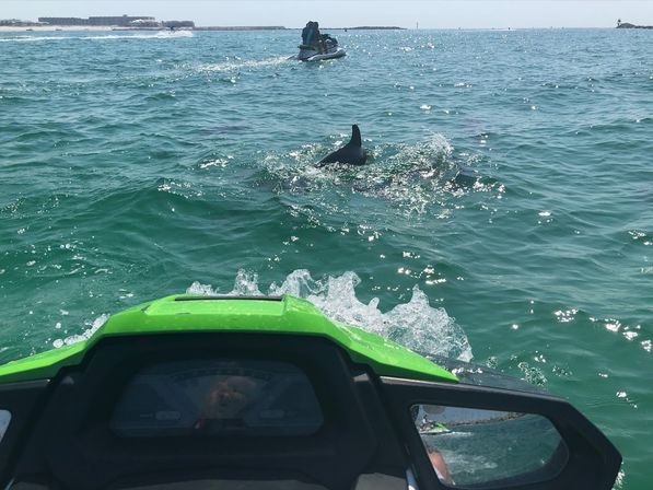 View from a green jet ski skimming turquoise coastal waters as a dolphin surfaces nearby, sunny beach and other riders on the horizon