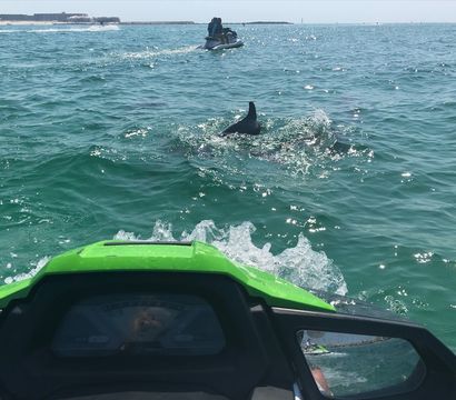 View from a green jet ski skimming turquoise coastal waters as a dolphin surfaces nearby, sunny beach and other riders on the horizon
