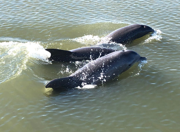 Three bottlenose dolphins surfacing and swimming side-by-side in shallow green coastal water, splashing as they glide.