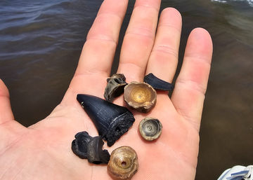 Hand holding a black fossil shark tooth and several small round fossilized shells above brown shoreline water, beach fossil hunting find