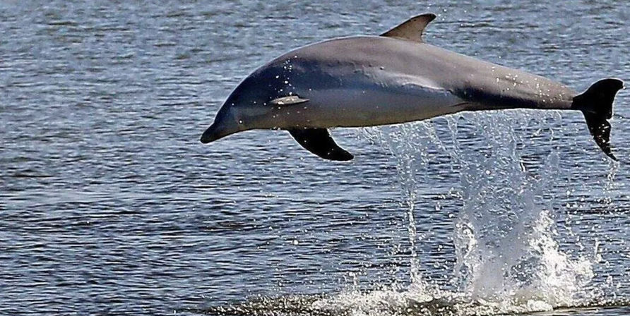 Bottlenose dolphin leaping out of coastal waters with splash and ripples, playful marine wildlife in motion