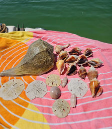 3-Hour Guided Shell Key Island Snorkeling & Dolphin Cruise Adventure from St. Petersburg image 1