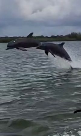 Two bottlenose dolphins leaping in unison above choppy coastal water with splashes and a cloudy sky, playful wildlife sighting near a marshy shoreline.