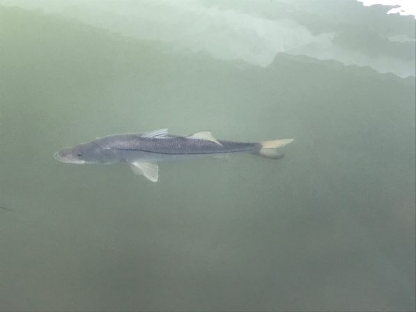 Slender silvery fish gliding in murky green coastal water, side view showing dorsal and pectoral fins and a forked tail.