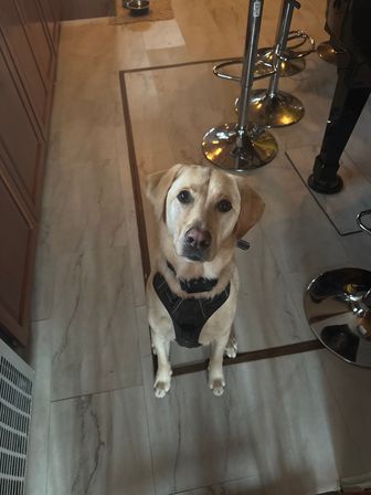 Playful yellow Labrador wearing a black harness sits on a modern gray marble-look kitchen floor beside chrome bar stools, looking up at the camera.