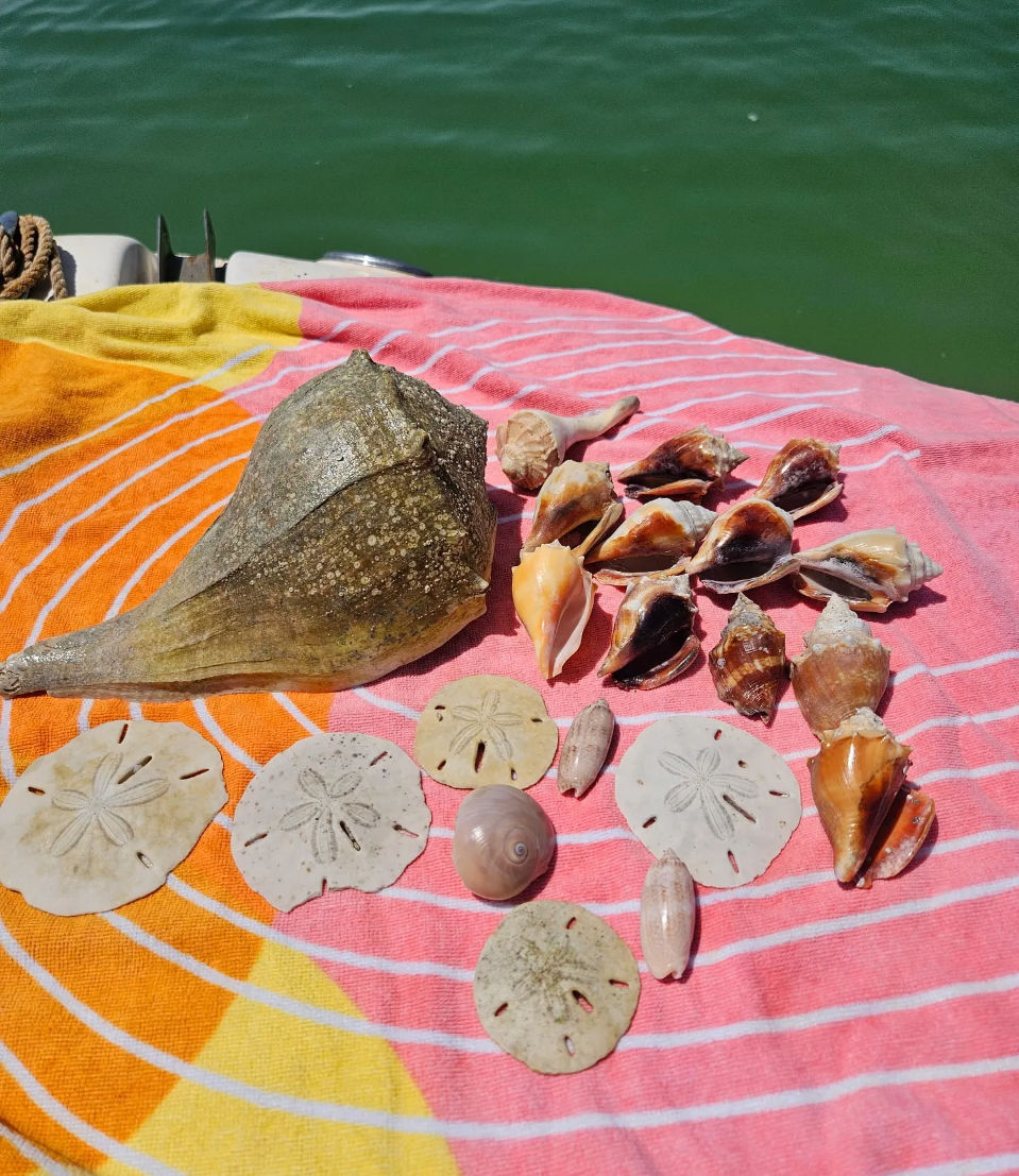 Sunny arrangement of assorted seashells, sand dollars and a large conch displayed on a colorful striped beach towel next to green coastal water