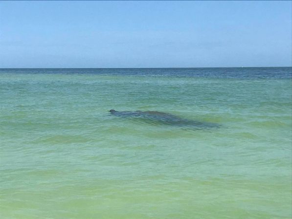 Gentle manatee gliding just below the surface of clear shallow turquoise coastal water beneath a bright blue sky.