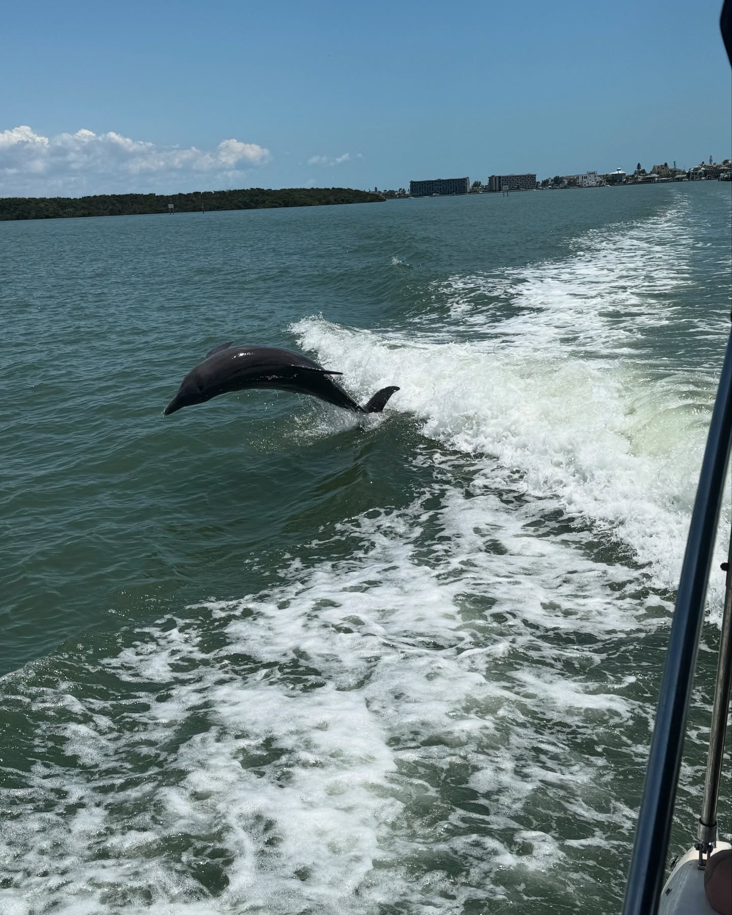 Playful dolphin leaping from green coastal water through a boat's white wake, with distant shoreline and blue sky in the background.