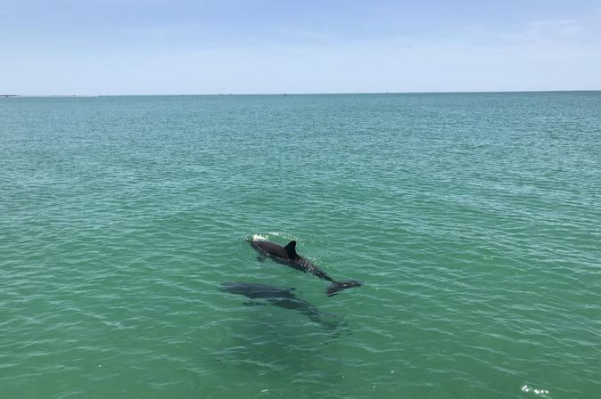 Playful pair of dolphins swimming near the surface in clear turquoise ocean waters under a sunny blue sky with a distant horizon.