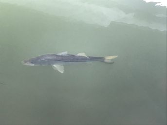 Single silvery fish gliding in calm green-tinted water, side profile showing fins and forked tail