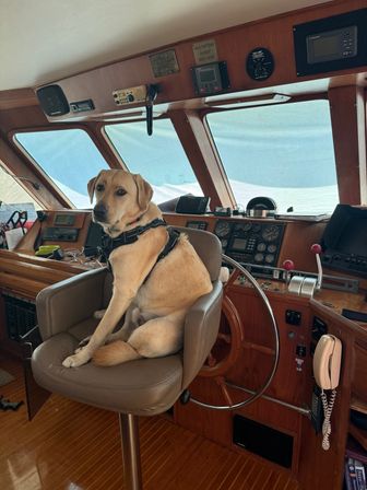 Tan dog in a harness perched in the captain's chair at a wooden boat helm, steering wheel and marine instruments visible through the pilothouse windows.