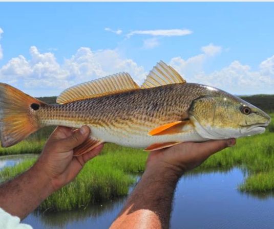 Two hands holding a redfish (red drum) horizontally above a grassy coastal salt marsh and tidal creek under a bright blue sky