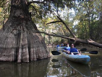 Smiling kayakers in blue life vests paddling a tandem kayak past a massive buttressed cypress tree in a sunlit swampy bayou with overhanging branches.