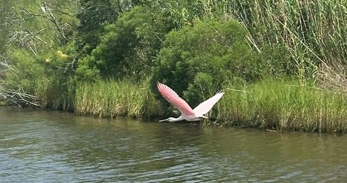 Bayou & Wildlife Alligator EcoTour image