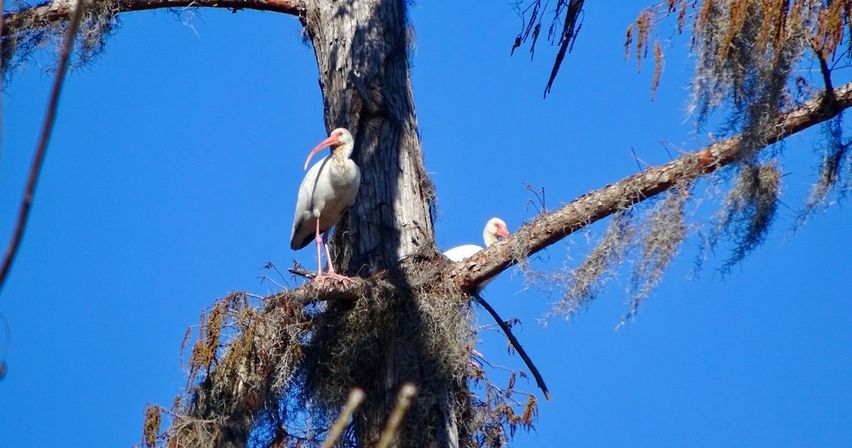 Bayou & Wildlife Alligator EcoTour image 3